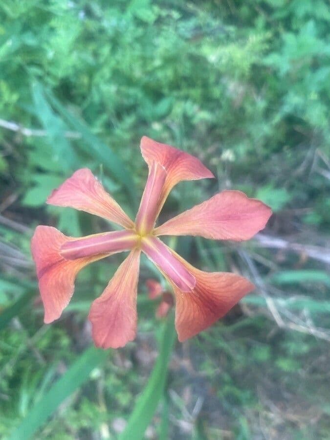 Iris 3