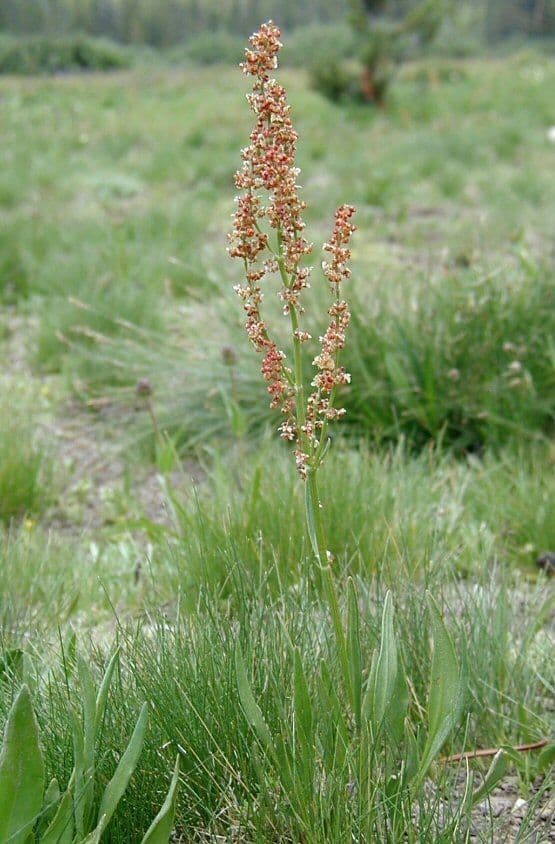 Acetosa alpina 7