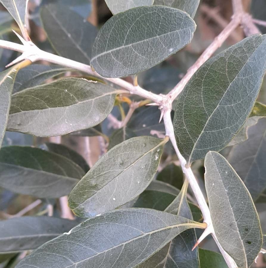 Citharexylum 21