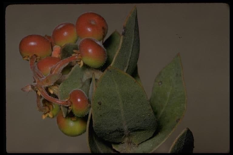 Albari 2