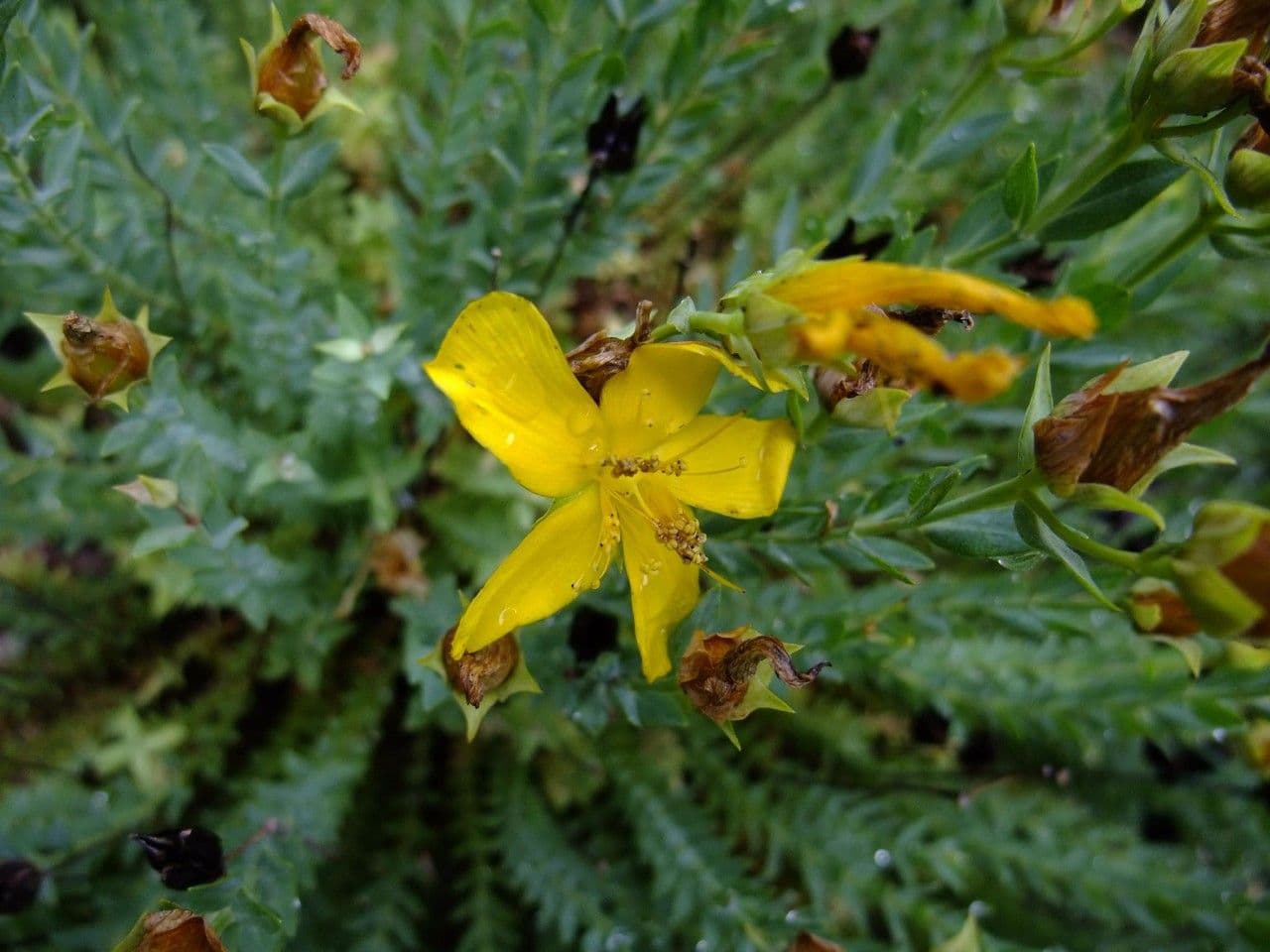 Millepertuis fragile 2