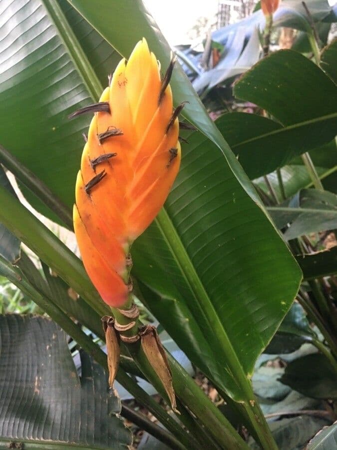 Heliconia episcopal 3