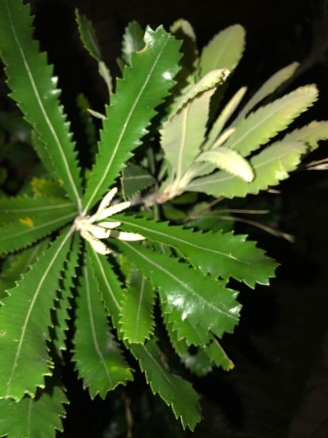 Banksia 15