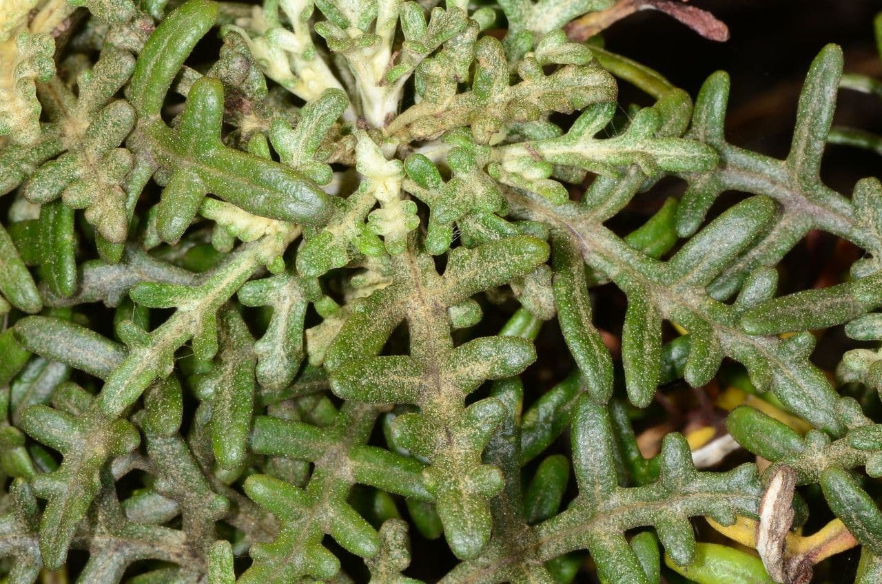 Eriophyllum 15