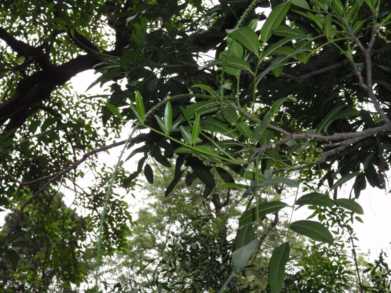 Pilocarpus pernatý 24