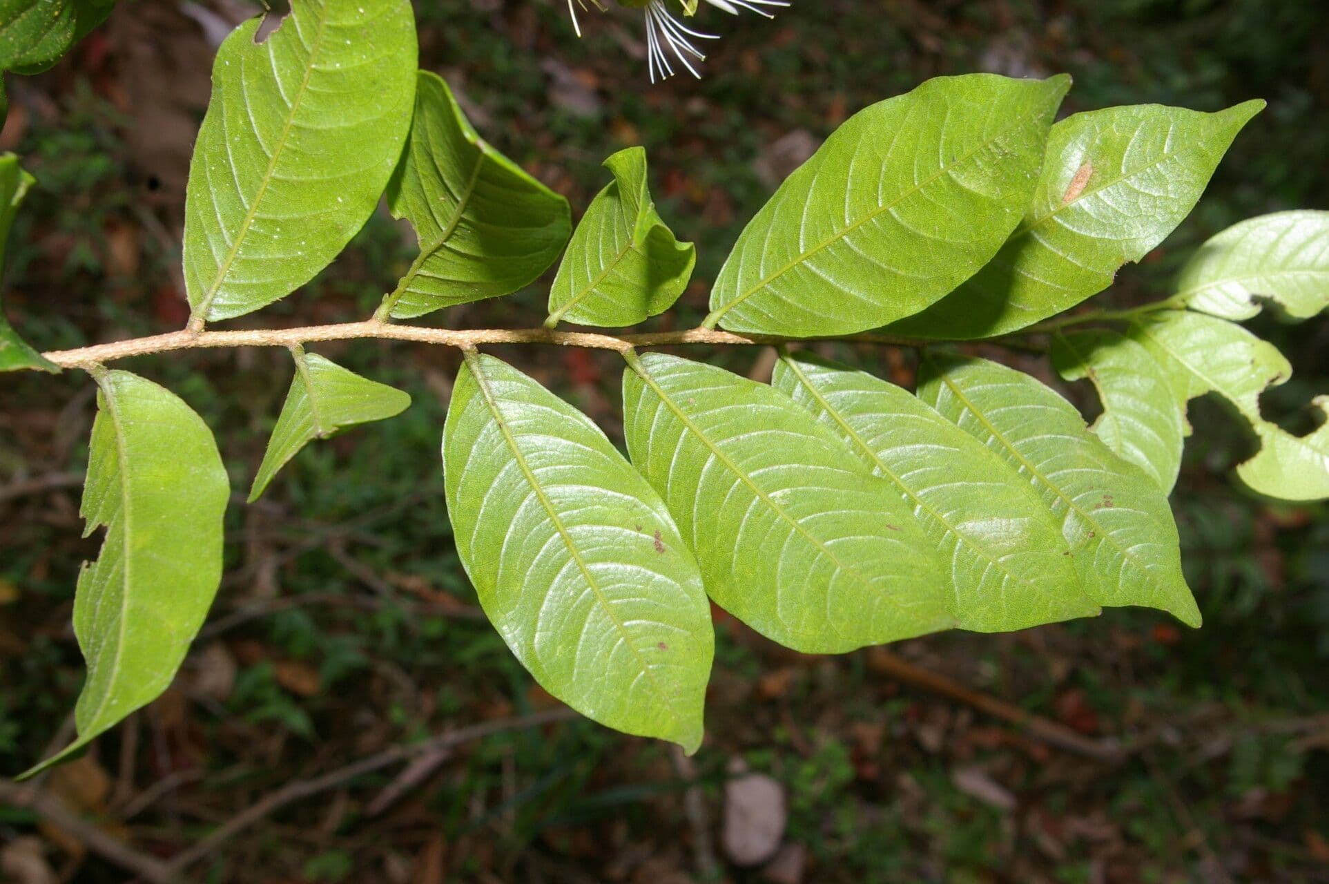 Hirtella 9