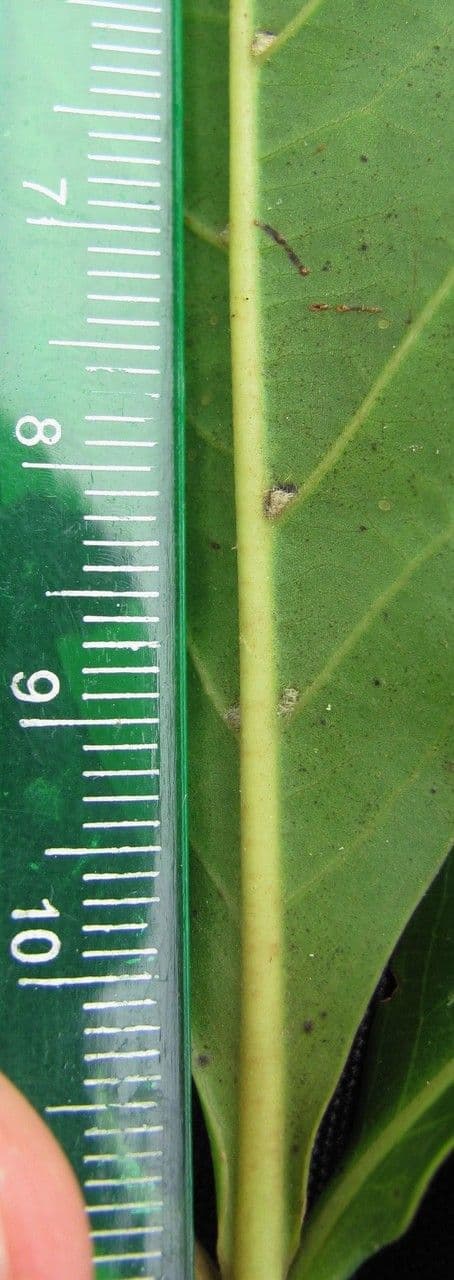 Ocotea 14