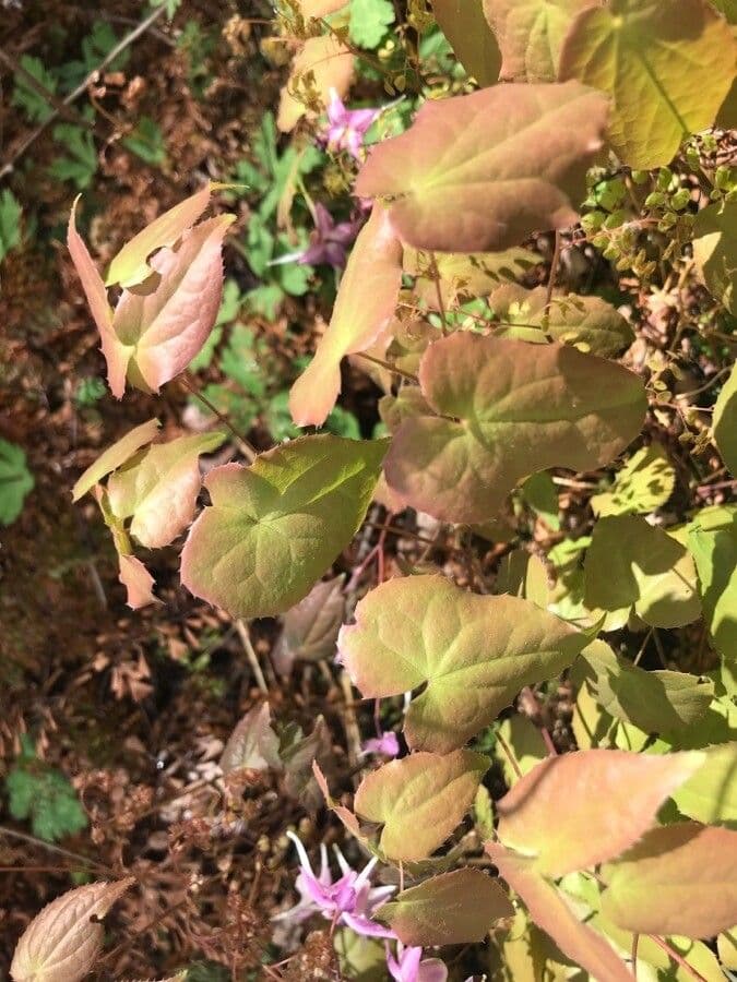 Großblütiges Elfenblümchen 7