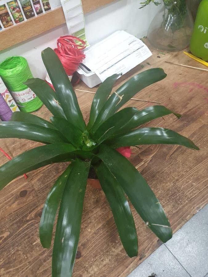 Aechmea 16