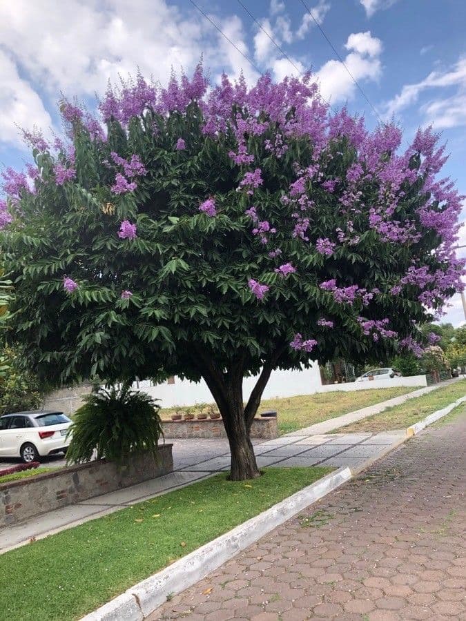 Lagerstroemia splendide 14