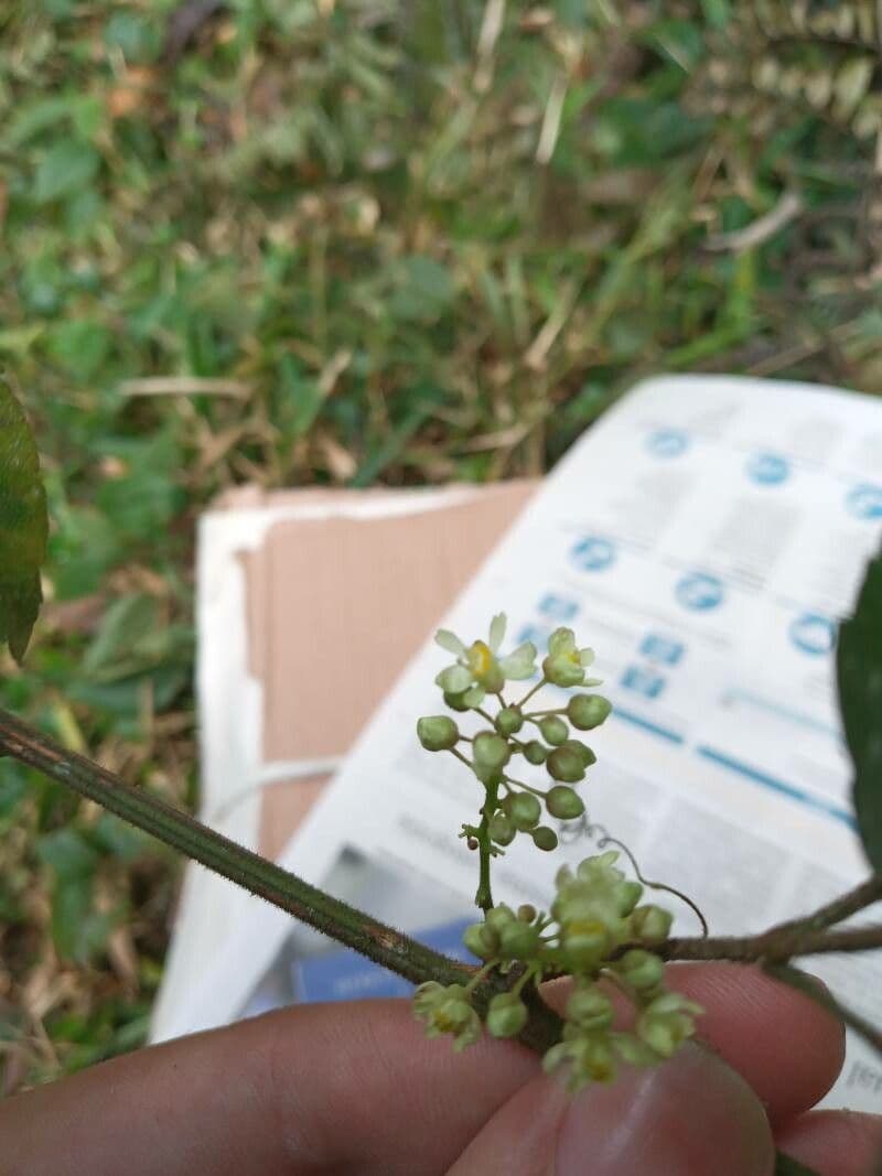 Serjania
