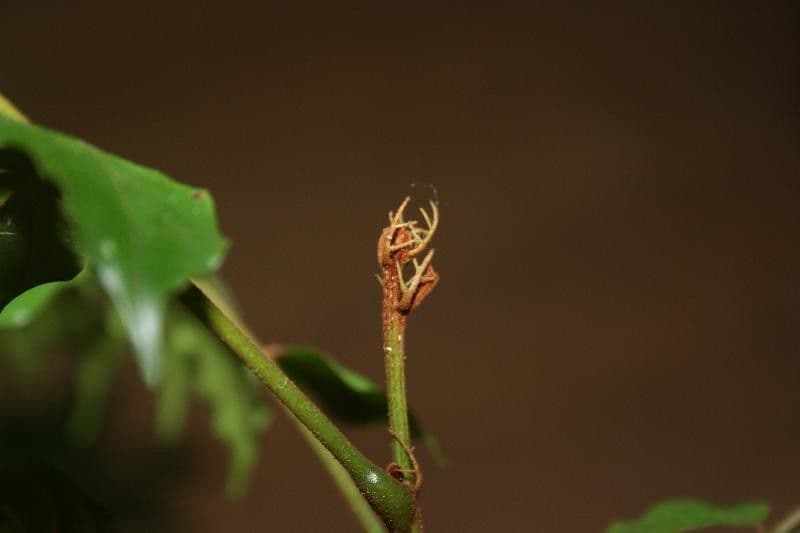 Tachigali 13