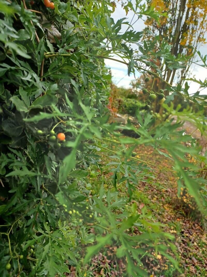 Vite d'aconito