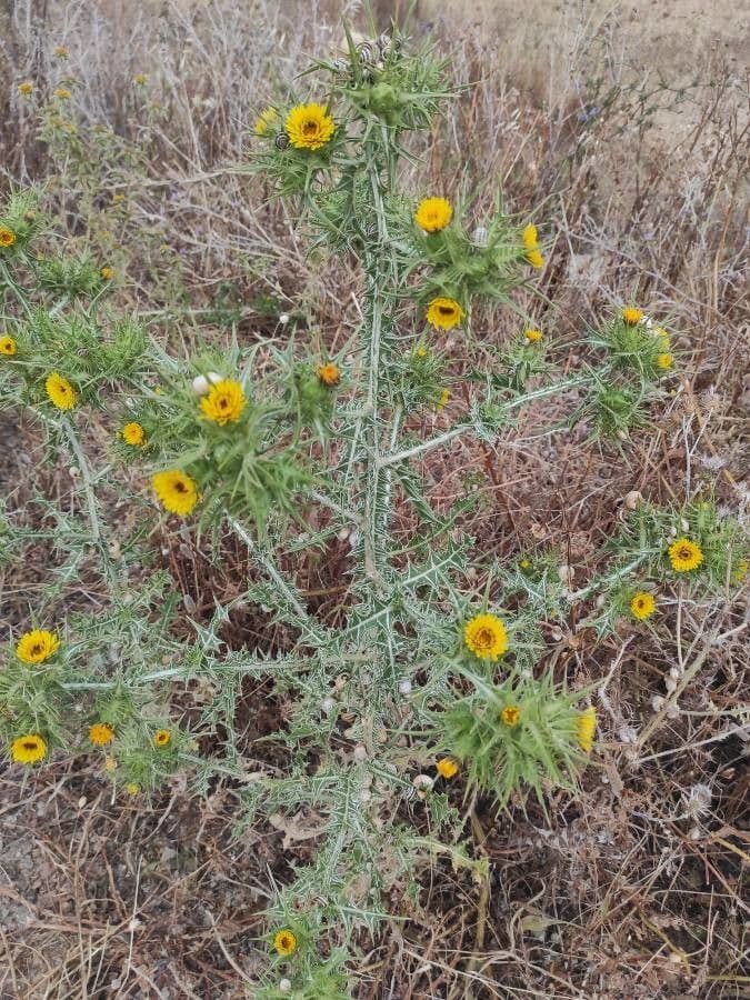 Girasole maculato 6