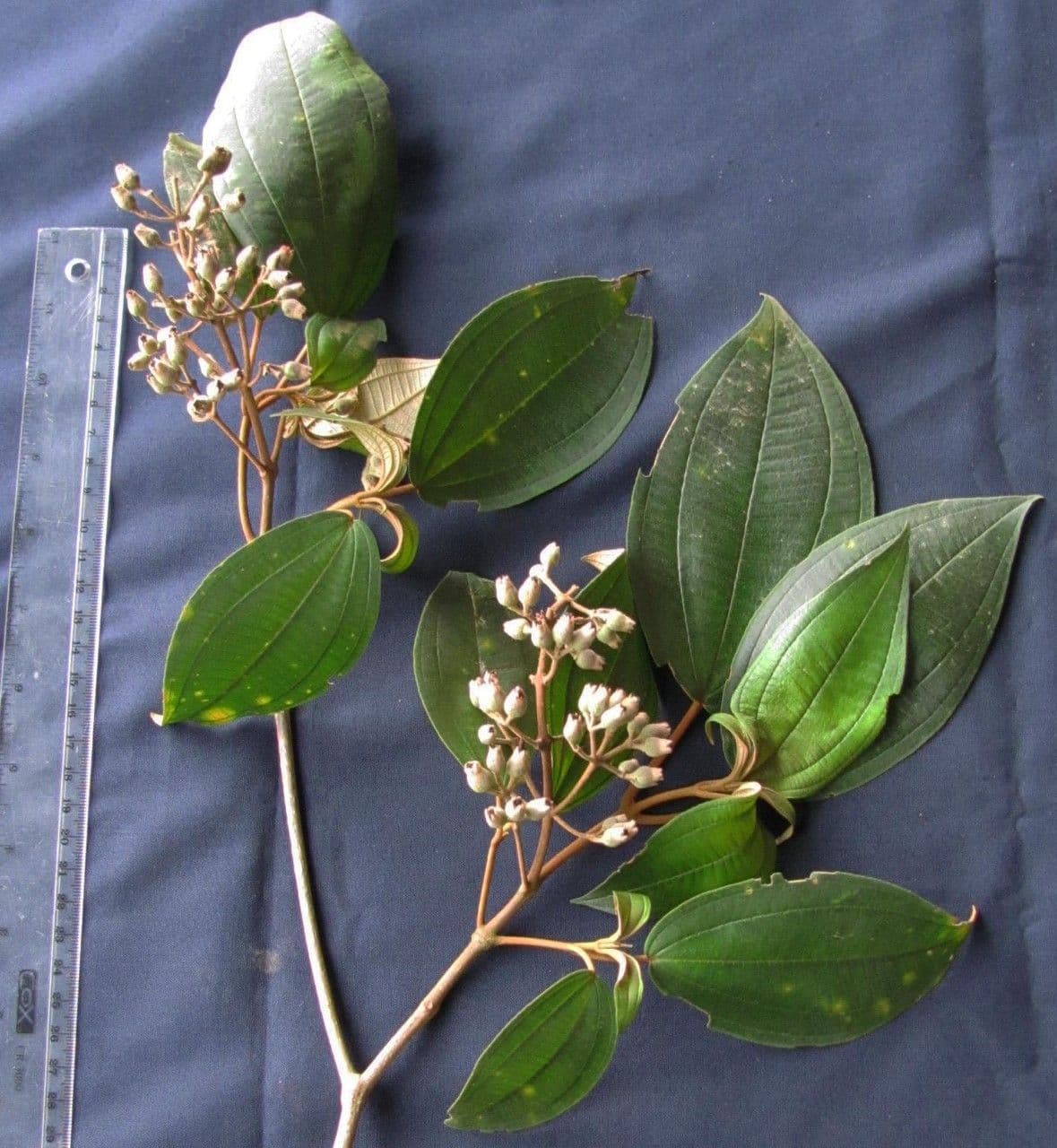 Miconia a dodici stami 9