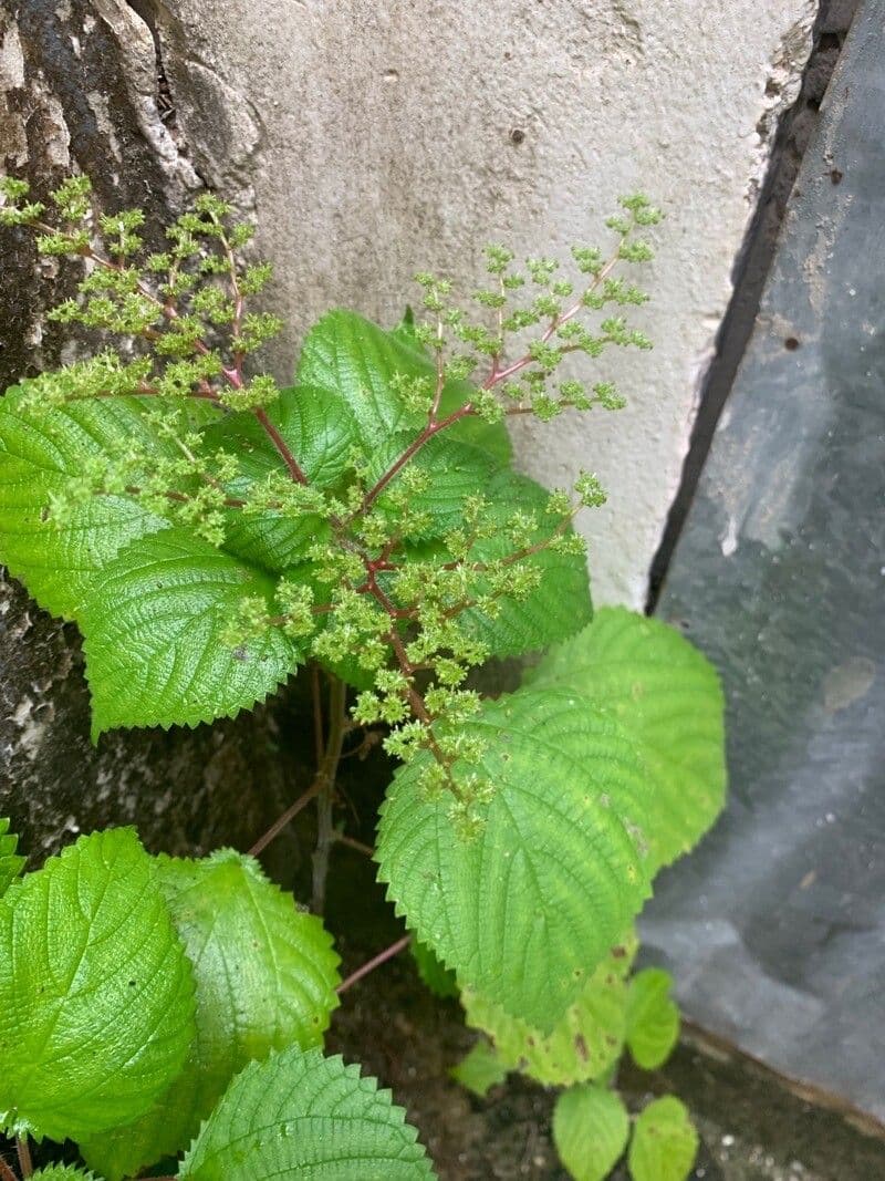 Laportea aestuans 2