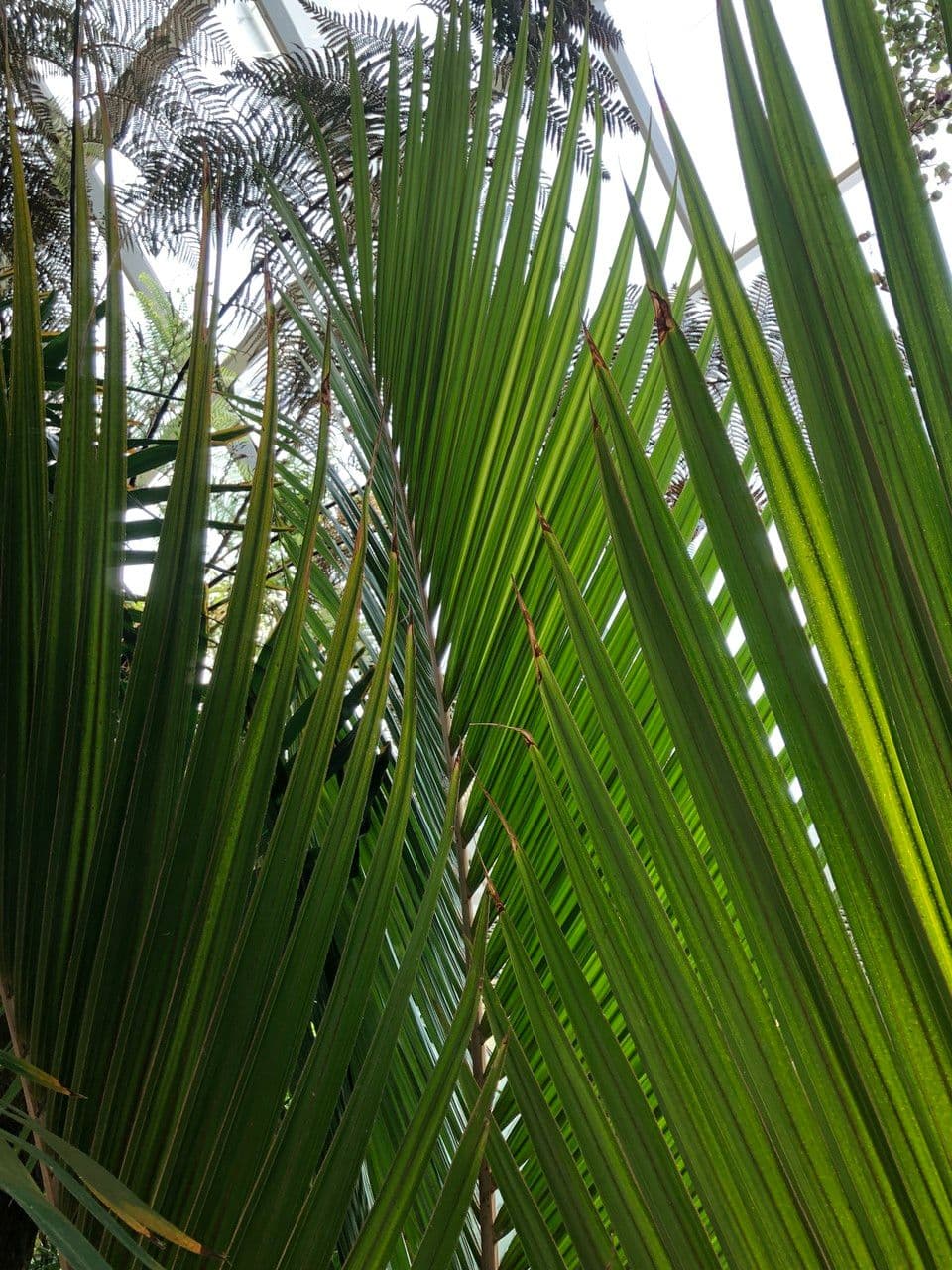 Palma Nikau 18