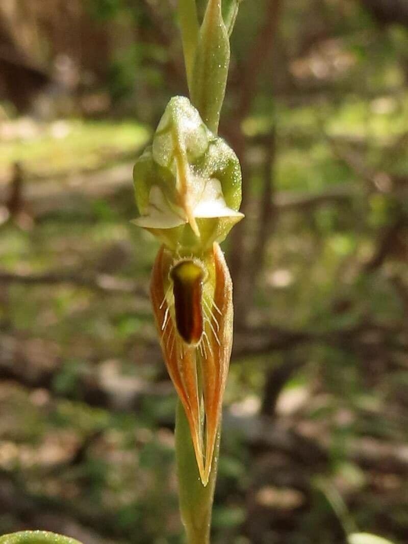 Pterostylis 2