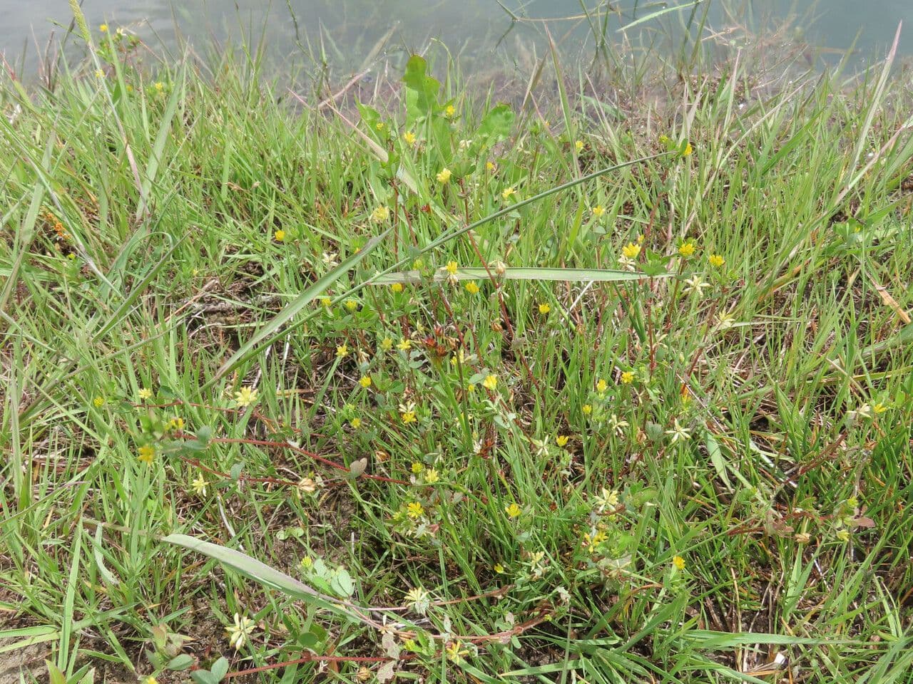 Trifoglio dubbio 14