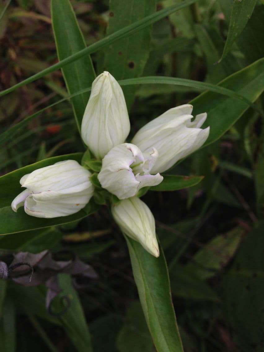 Genziana bianca 3