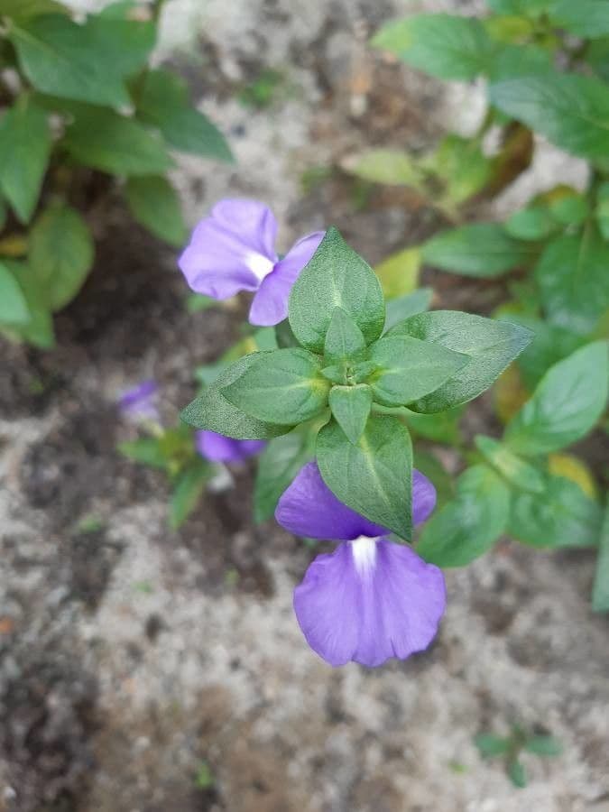 Gambelia 10