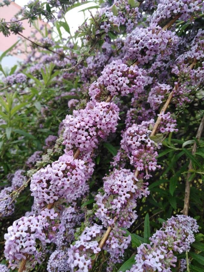 Buddleja 4