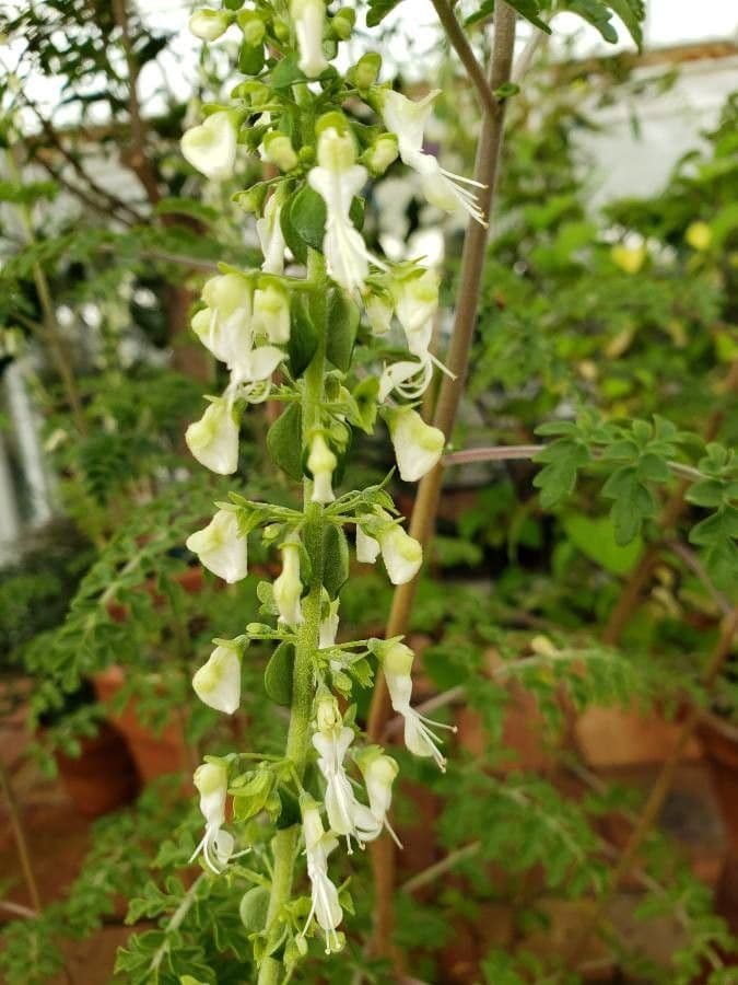 Plectranthus