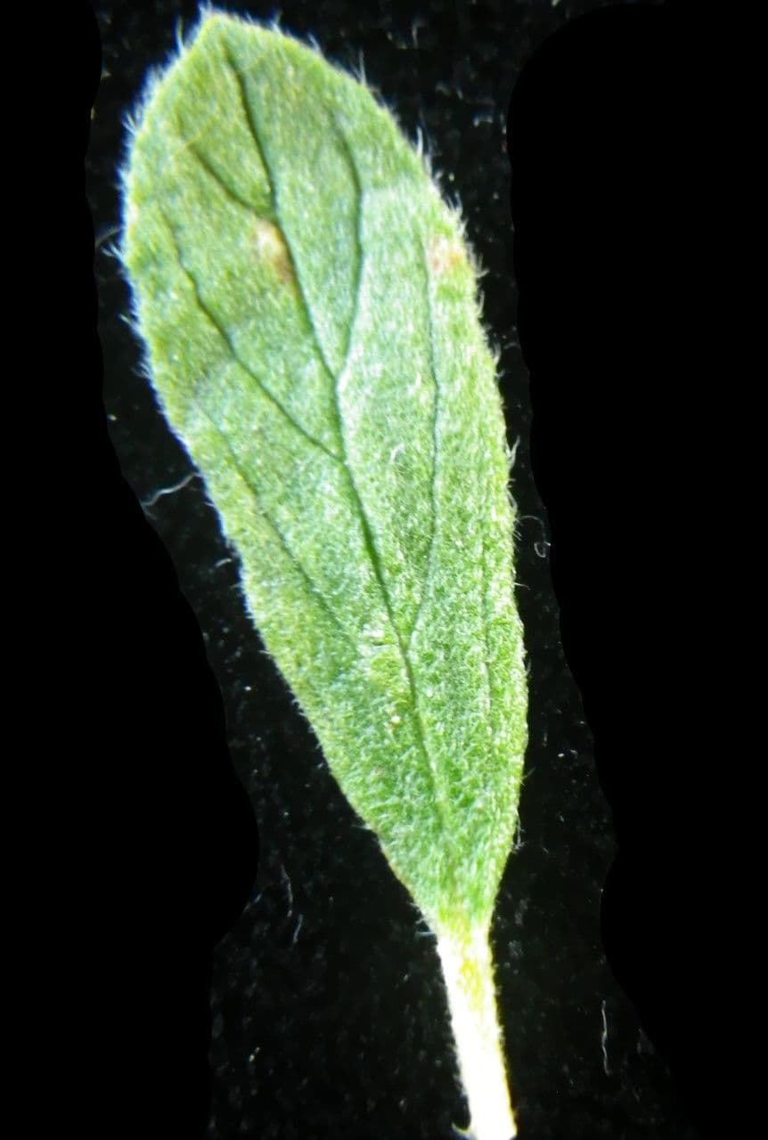Cisto 20
