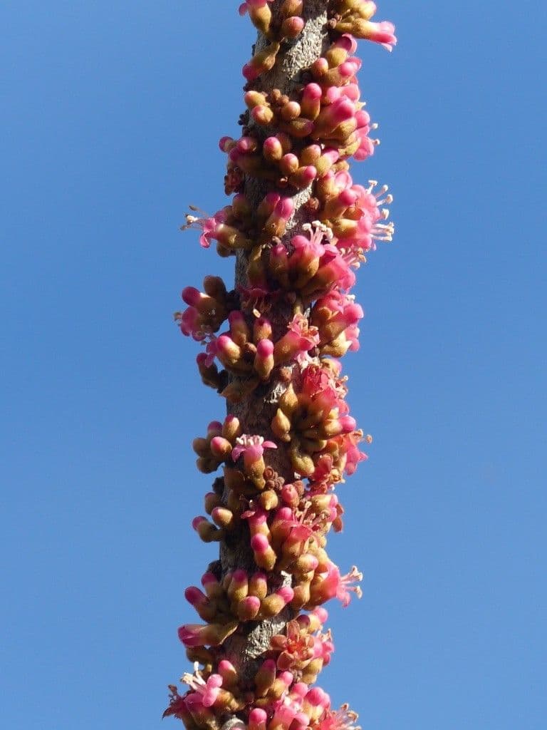 Blanchons Pycnandra 3