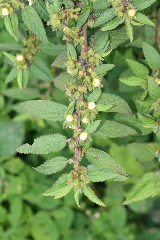 Sida glomerata 2