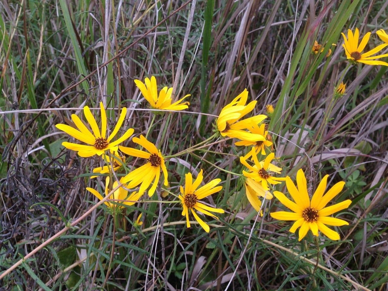 Schmalblättrige Sonnenblume 8
