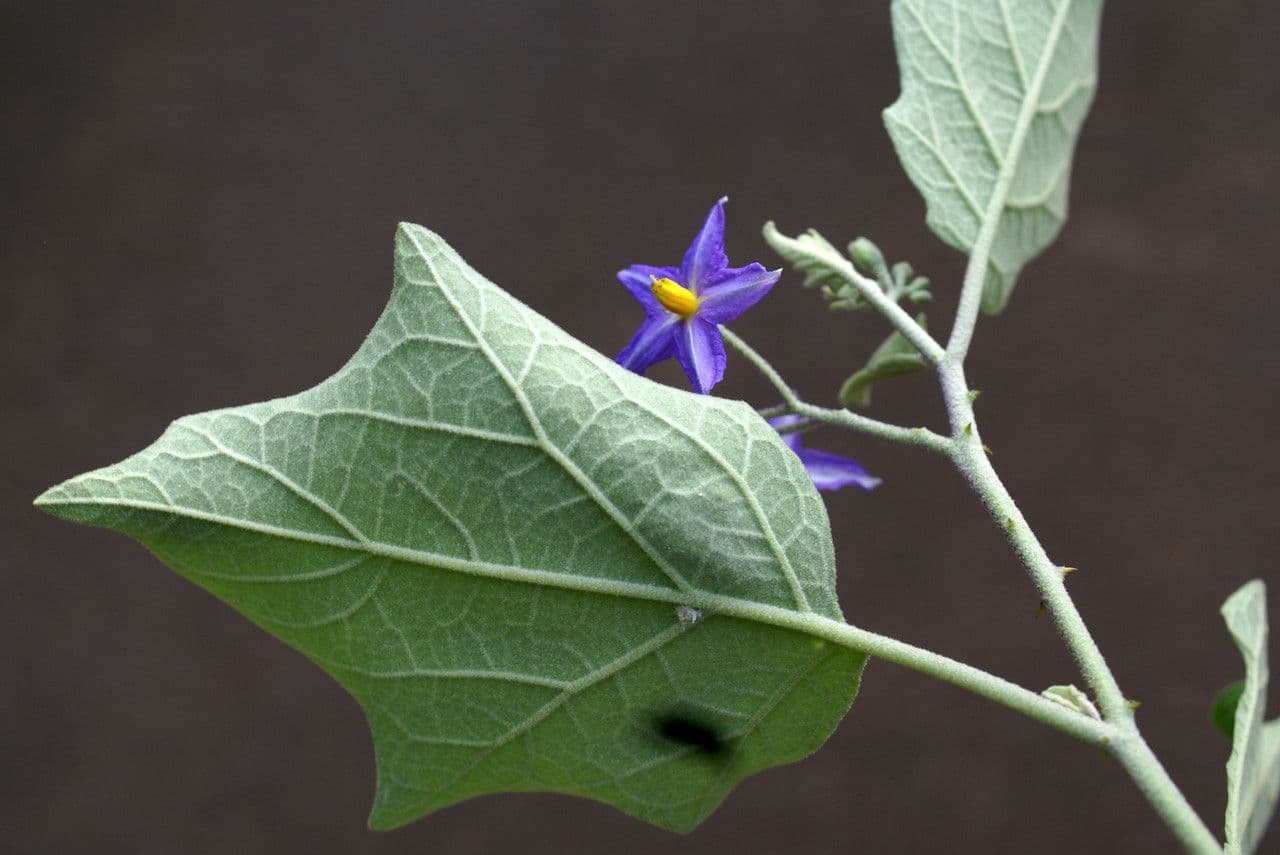 Solanum di Wright 9