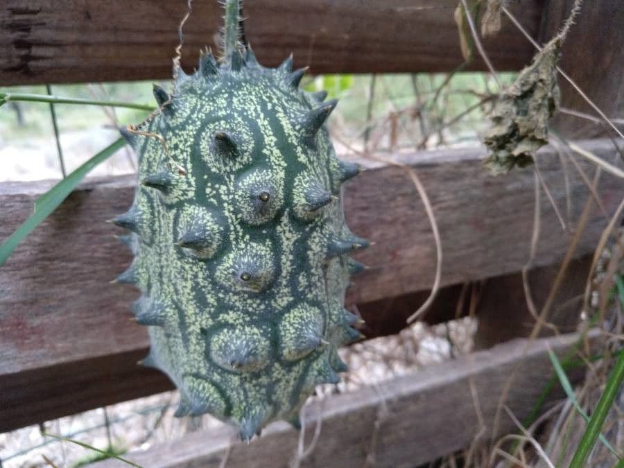 Kiwano 3