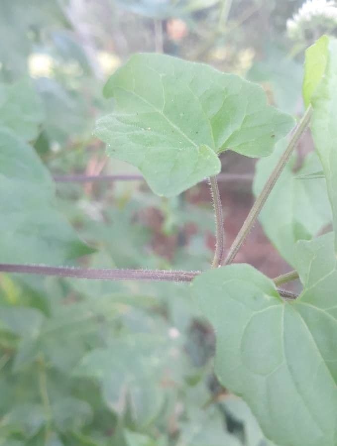 Mikania scandens 17