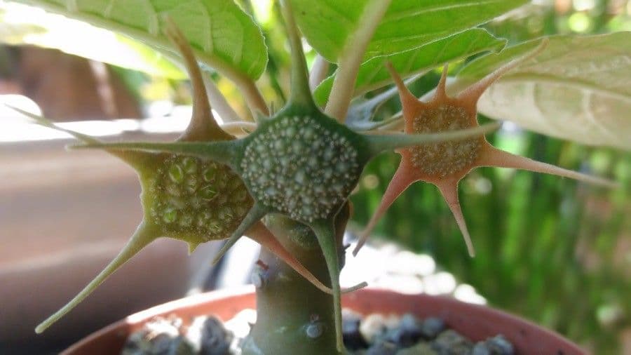 Dorstenia 4