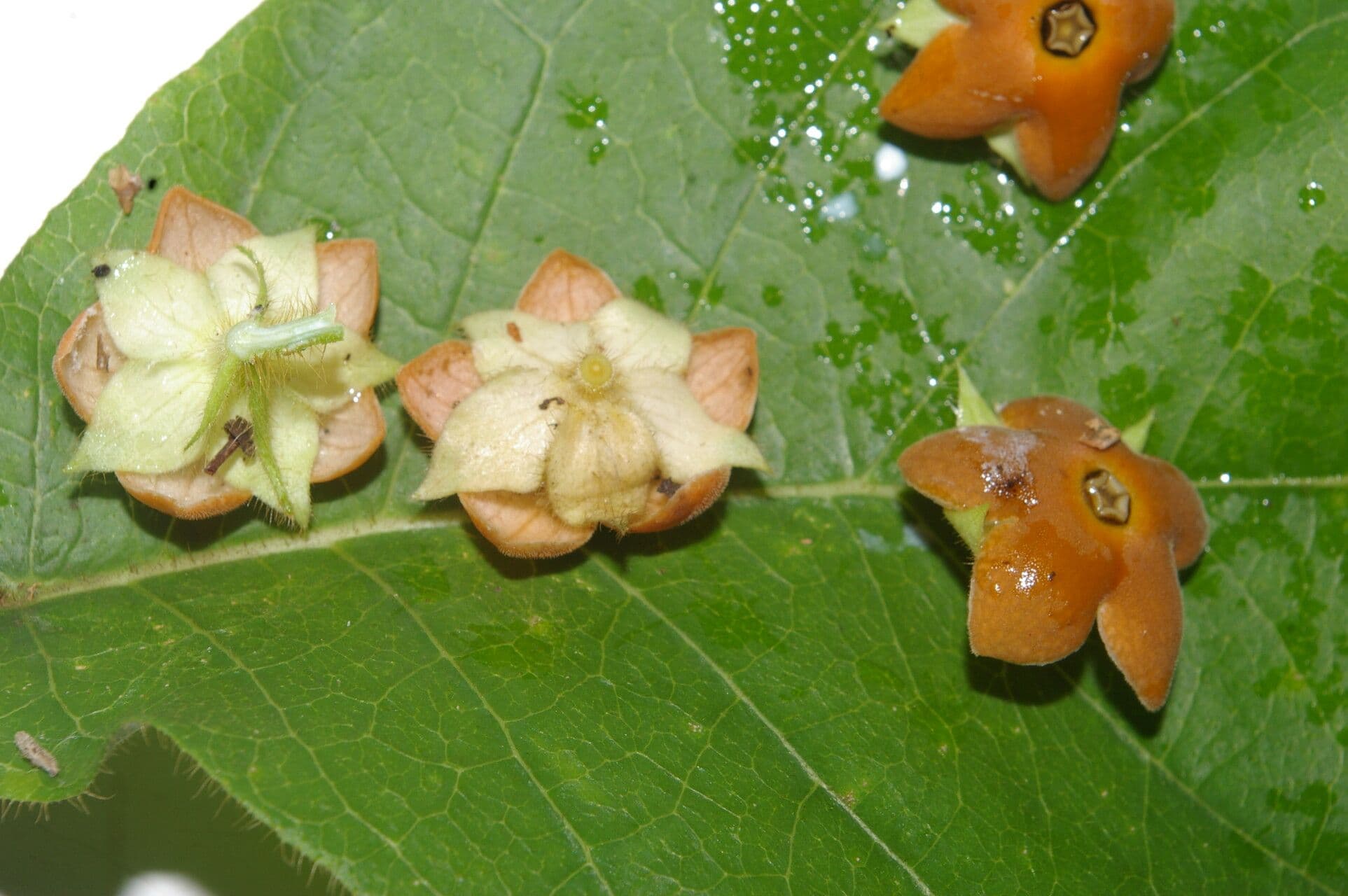 Macroscepis