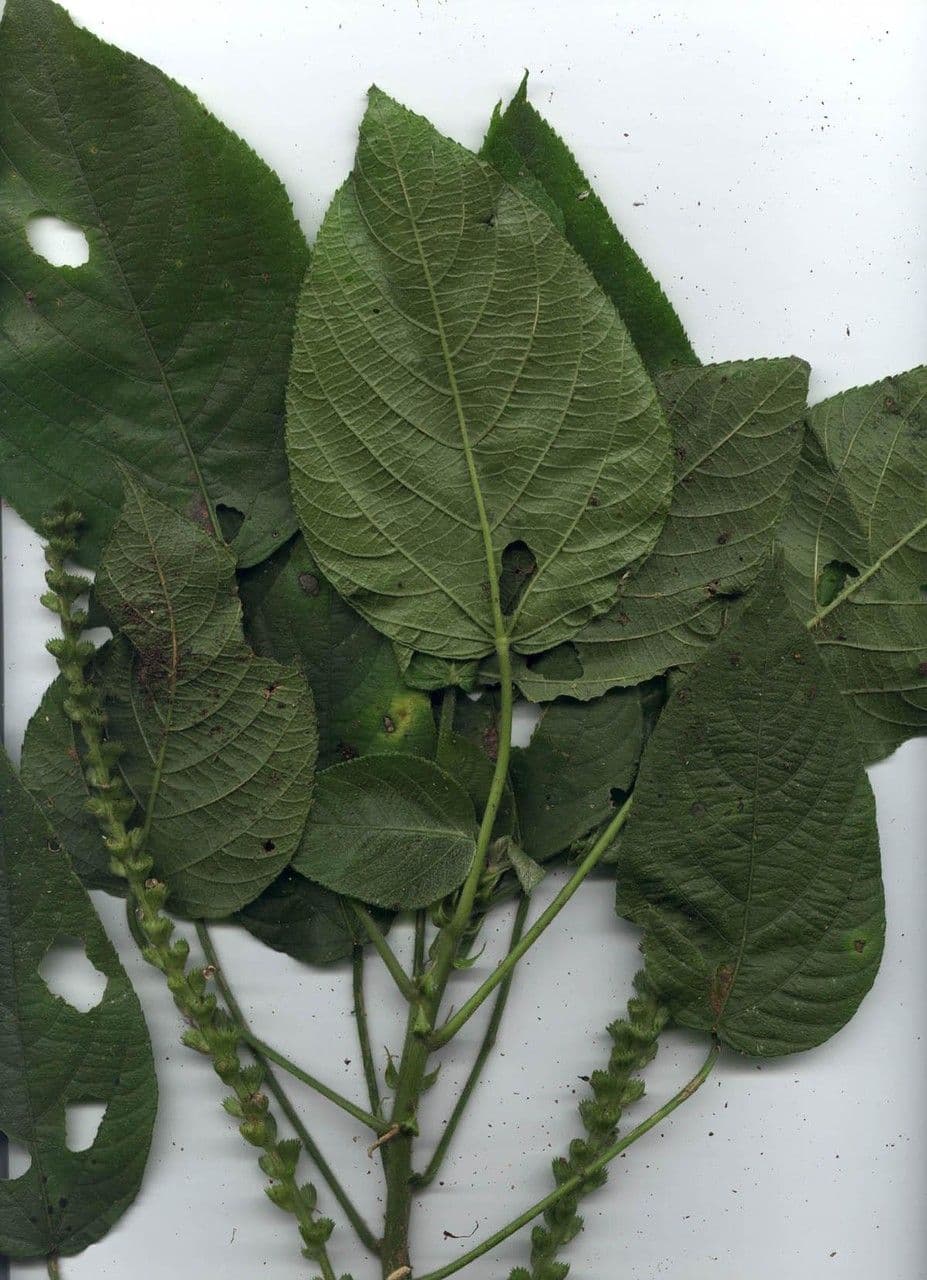 Acalypha a spiga grande 27