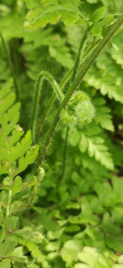 Felce floscia 13