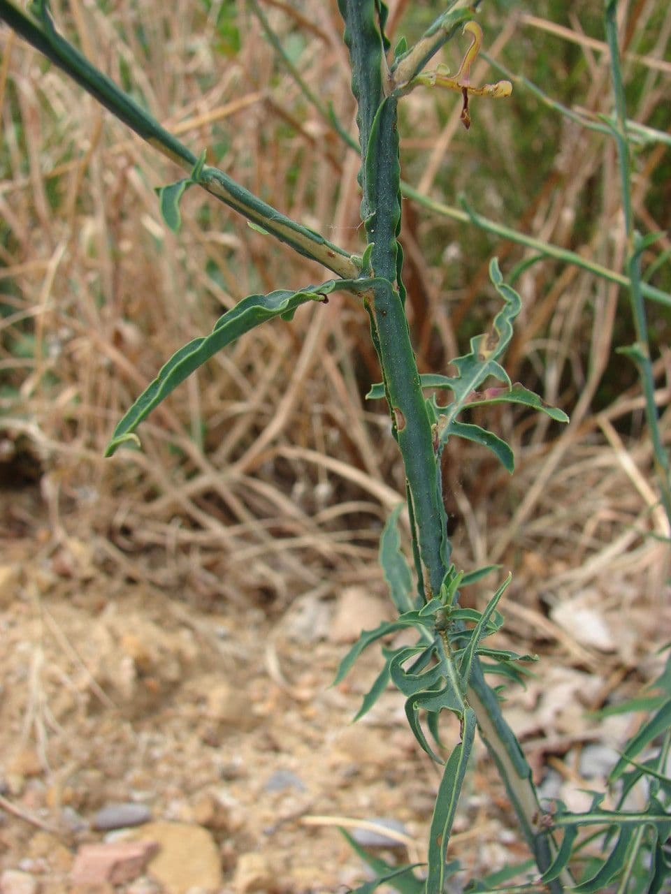 Lattuga viminea 21