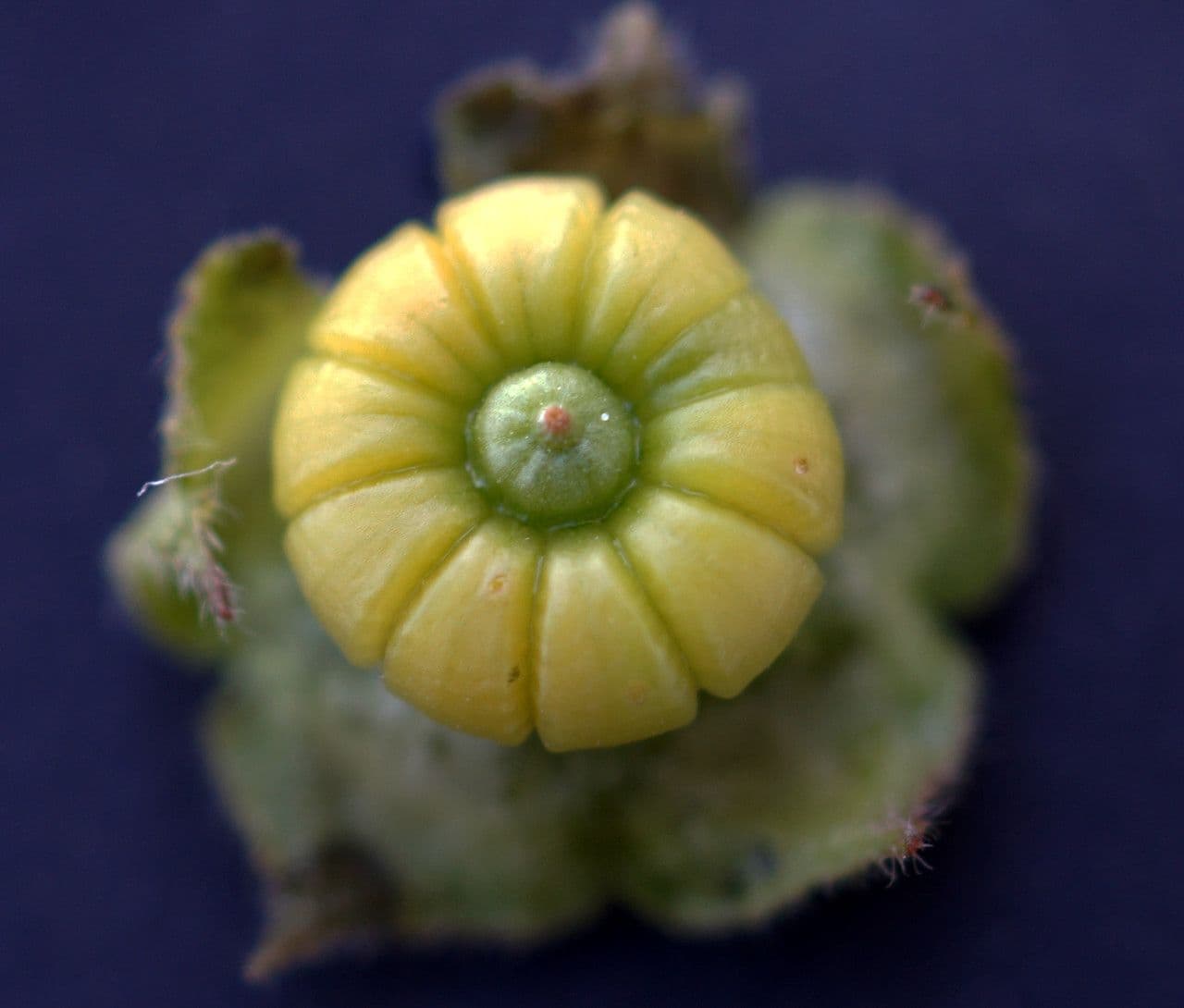 Malva multiflora