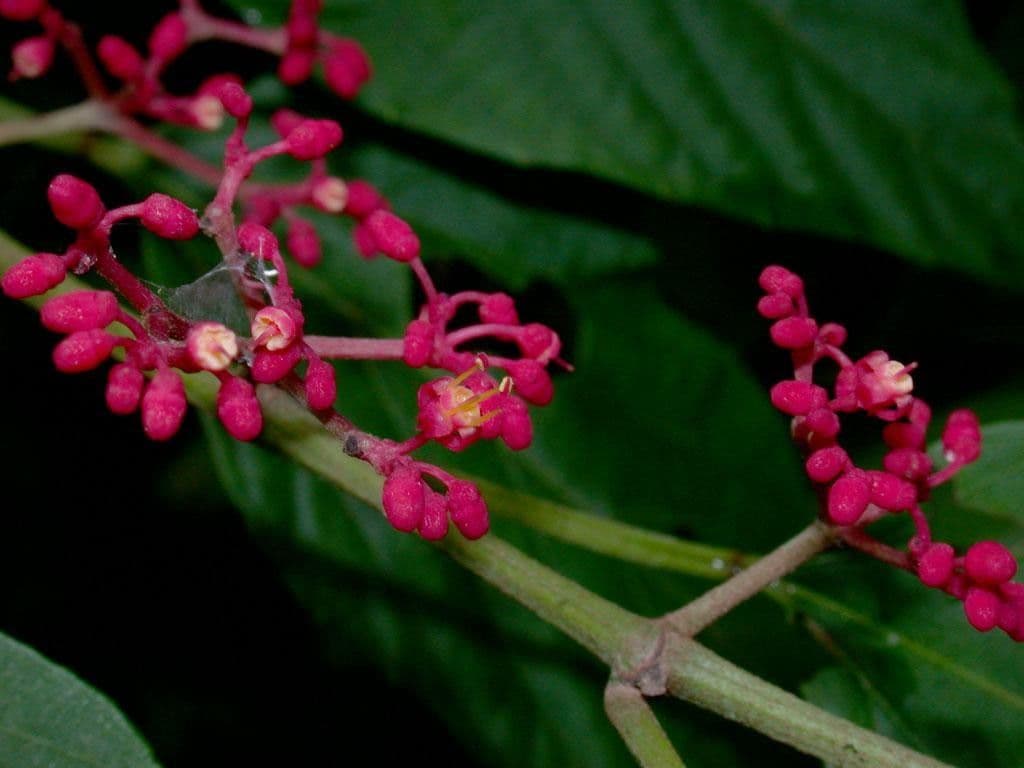 Cissus dwulistny 3