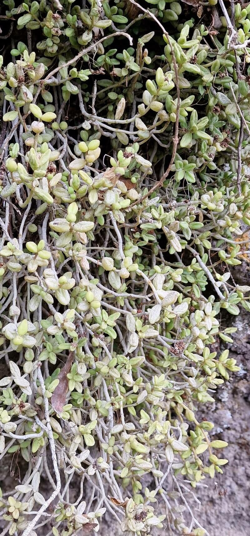 Monanthes 2