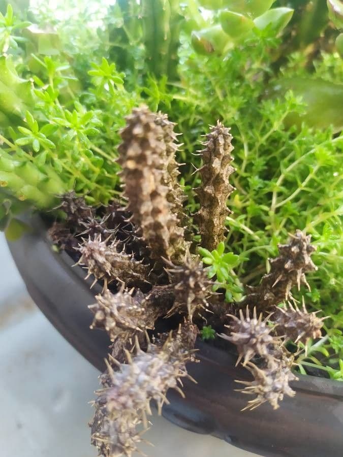 Edithcolea 12