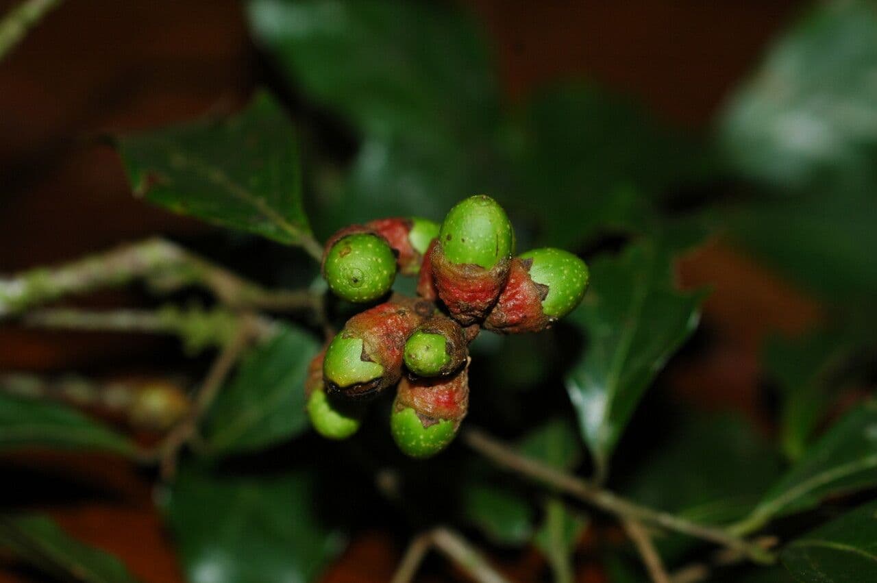 Ocotea 2