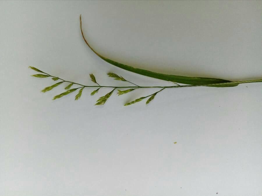 Festuca dei prati 18