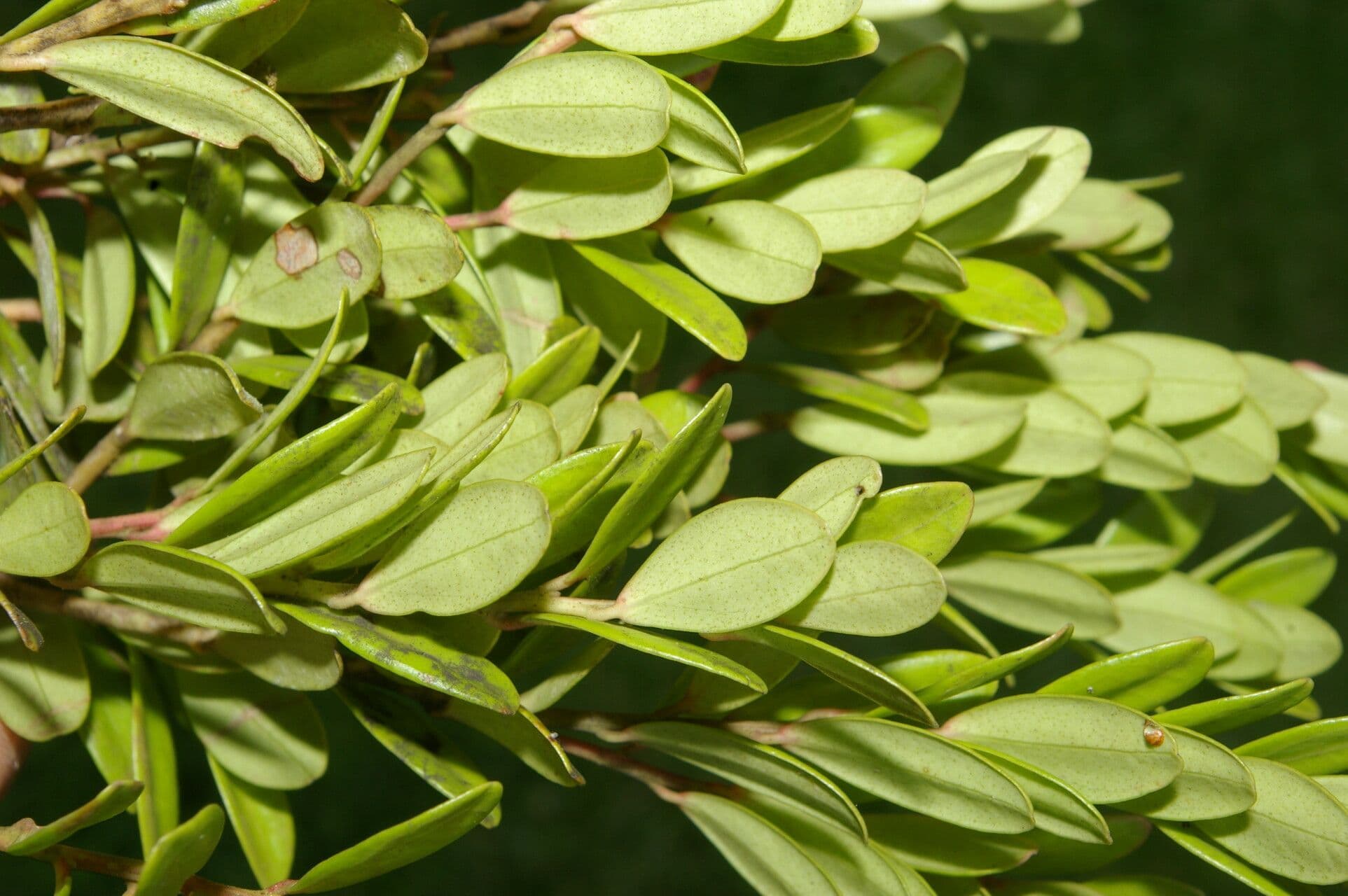 Cavendishia 16