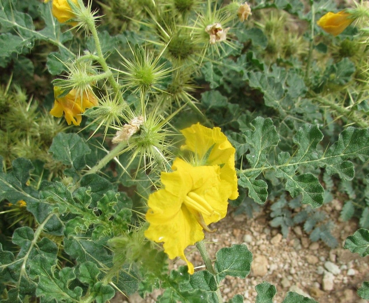 Solanum rostratum 15