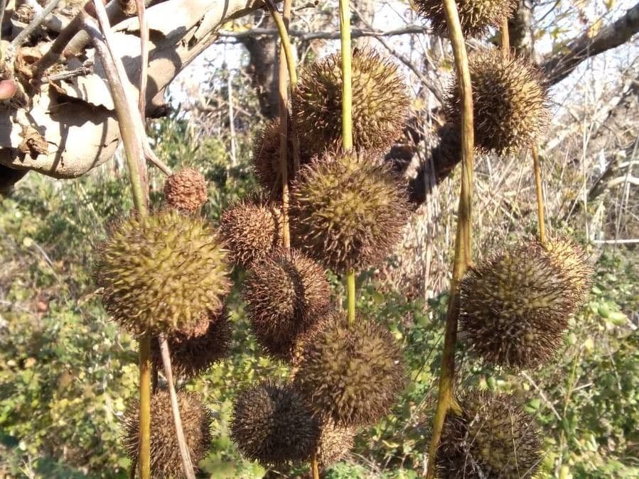 Platanus orientalis 5