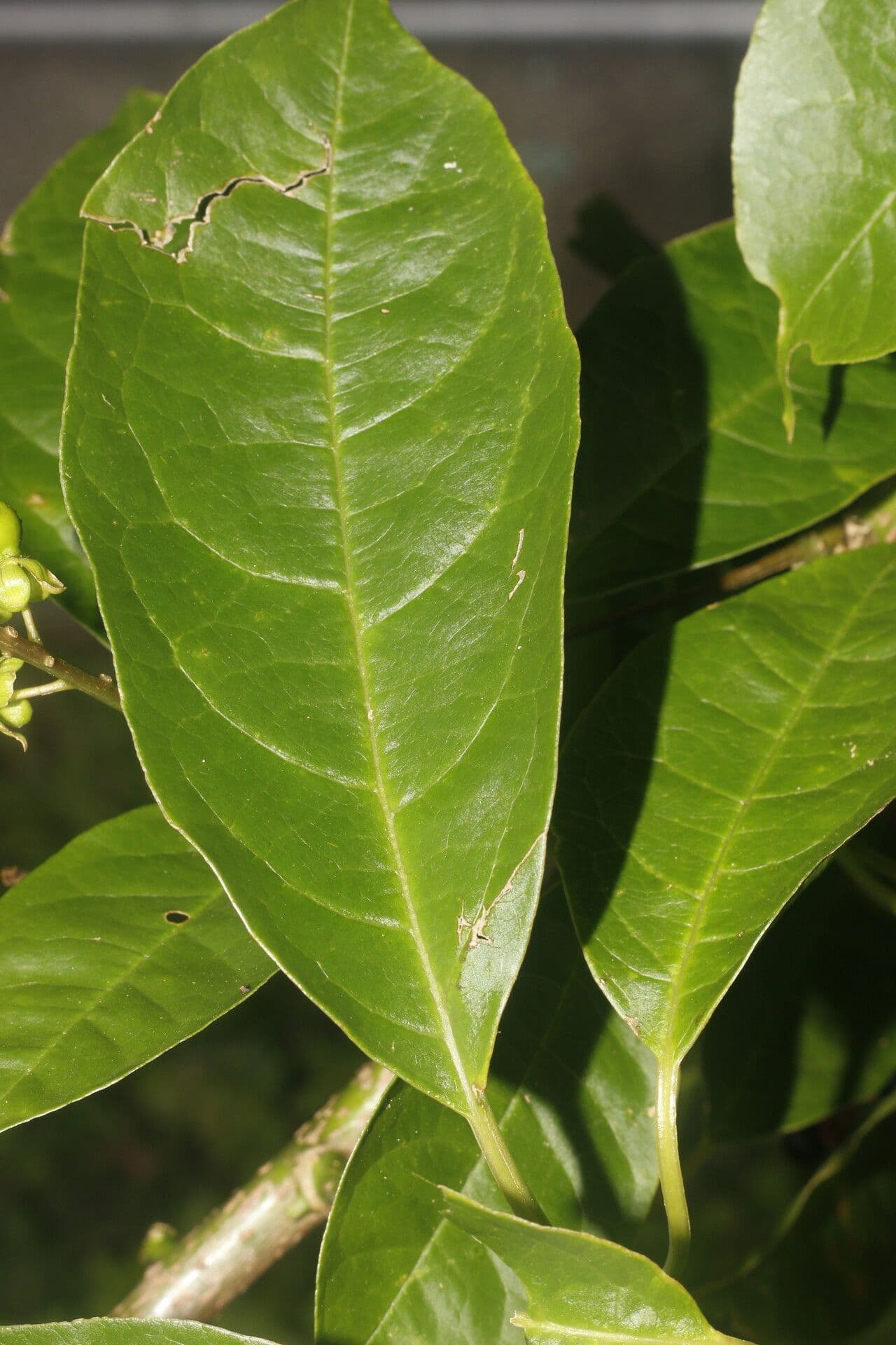 Pleuropetalum 7