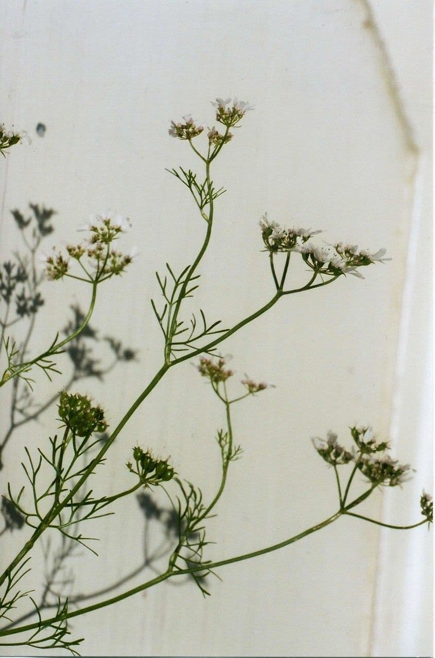 Coriandolo 30
